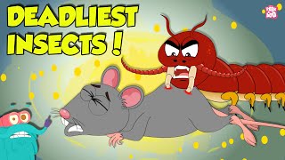 Deadliest Insects in the World  Centipede vs Earwig  Dangerous Insects amp Bugs  Dr Binocs Show [upl. by Juakn]