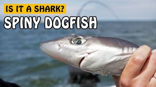 Spiny Dogfish  Fishing with Rod [upl. by Bahr]