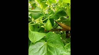 Kundol Wax Gourd Ash Gourd Winter Melon White Gourd Winter GourdBenincasa hispida [upl. by Kenny]