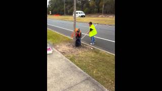 Koala Rescue today in Coomera QLD Australia [upl. by Epuladaugairam190]