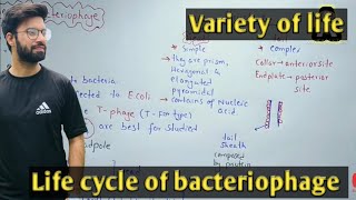 Life cycle of bacteriophage  Lytic And Lysogenic Cycle  Class 11 Biology [upl. by Waneta]