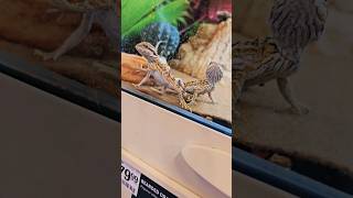 Bearded Dragons orders Doordash pets petsmart beardeddragon [upl. by Brinson]