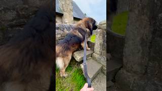 Bodhi on holiday part 4 leonberger cute [upl. by Isahella]