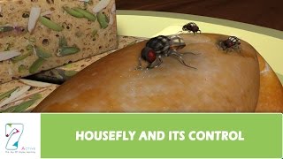 HOUSEFLY AND ITS CONTROL [upl. by Atteragram]