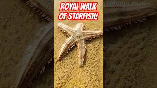 Rescued Starfish Walking like Pro shorts starfish fish [upl. by Catina825]