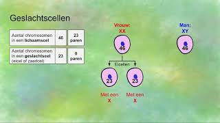 Genoom geslachtschromosomen diploïd en haploïd [upl. by Huntlee106]