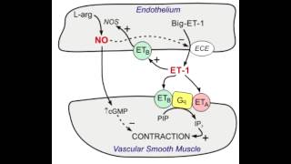 Bosentan  Endothelin blocker [upl. by Nelyk]