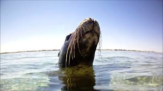 Seal Island Shoalwater Bay Western Australia [upl. by Tanner]