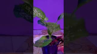 Dieffenbachia Picta Indoor Plant garden gardenscapes flowerplant shorts short new nature yt [upl. by Anatole]