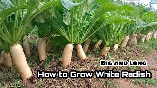 How to Grow White Radish from Seeds at Home  Big and Long  Easy for Beginners by NY SOKHOM [upl. by Kirk]