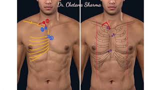 Surface marking of right lung [upl. by Crispin]