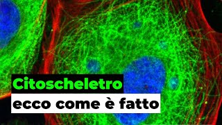 Citoscheletro desmosomi e filamenti intermedi della cellula [upl. by Arahsak]