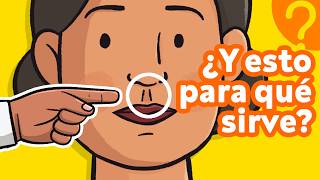 ¿Sirven de algo estas OTRAS 7 partes de tu cuerpo 👫 [upl. by Oriel]