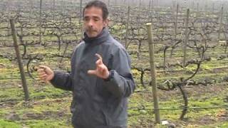 DOCUMENTALES SOBRE CHILE  PARTE 23 BODEGAS UNDURRAGA  MAIPO  PARTE 1 [upl. by Waldack]