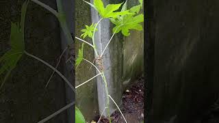 ആവണക്ക് castor oil plantAavanak medicinal plant [upl. by Harutek]