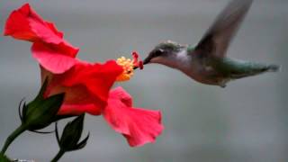 Hummingbird eating from a flower [upl. by Manbahs]