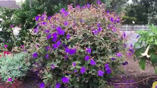 Tibouchina urvilleana  Princess Flower [upl. by Cassella]