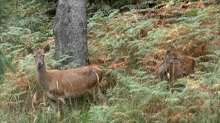 Hirsch tot  Rotwildjagd im Oktober nach der Brunft  Hirschabschuss  jagenNRW [upl. by Araz]