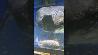 I found a really rare axolotl ￼￼axolotl rare goldaxotl rareaxolotl fish [upl. by Collete516]