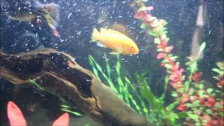 Most Aggressive African Cichlid [upl. by Etnoid973]