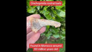 Onchopristis rostral barb [upl. by Odlaumor]