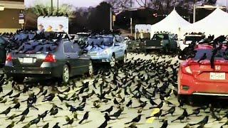 Thousands of black birds  aka grackles  take over parking lot in Houston [upl. by Ainoval]