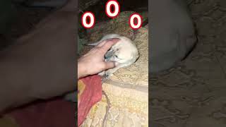 Puppy 😃👻 Dog 🐕 Cute Puppy Dog sound Puppy crying shorts insaniyat dog puppy cat shortvideo [upl. by Androw2]