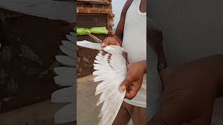 🔥🔥🔥😱pigeonbazz pigeon kabutarbazz birdspecies kabutarbazz kabutarbreeders [upl. by Pulsifer101]