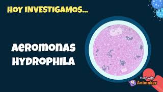 Aeromonas hydrophila 🦠 Bajo el microscopio [upl. by Fortune]