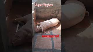 Best Pig farm large white 2024 pigging animals food [upl. by Yclehc]