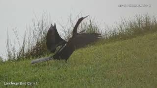 Anhinga Spreads Wings Takes Off Over Water – Sept 20 2022 [upl. by Lichter292]