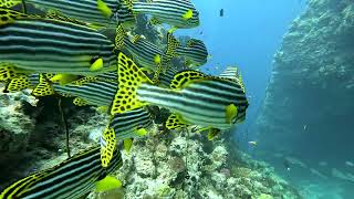 COME DIVE WITH ME IN MALDIVES SOUTH MALE ATOLL 2023 [upl. by Tulley345]