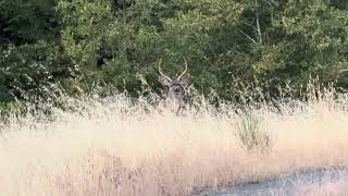 Blacktail deer hunting [upl. by Sirap426]