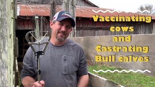 13  Worming and Vaccinating Cows on Nuckolls Farms amp Castrating Bull Calves [upl. by Davita170]