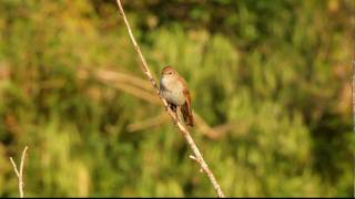 Nachtegaal  Luscinia megarhynchos  Nightingale [upl. by Ennasus]