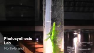 Photosynthesis Lab  Elodea O2 Bubbles [upl. by Norrad]