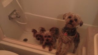 Washing Dogs in Fulltime RV with New Oxygenics Shower Head [upl. by Nimref267]