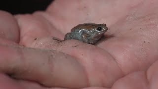 Frogs and Toads FGCU Professor’s 25Year quest to decode Southwest Florida’s amphibian symphony [upl. by Jacobo898]