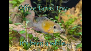 Office Tanks Tour Its been a while [upl. by Kimberlee]