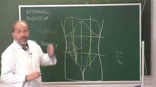 Anatomie générale 7  Appareil digestif General anatomy of the digestive system [upl. by Nnylarej]