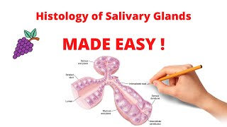 Histology of Salivary Glands  Organization Types and Ducts [upl. by Sofko215]