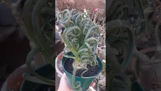 😍 Albuca spiralis🍃 [upl. by Shippee7]