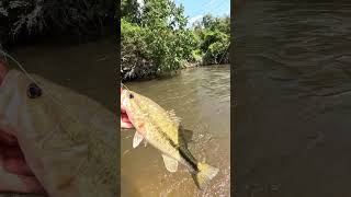 Creek fishing with crawfish lure bass bassfishing truscend fishing [upl. by Shandra832]