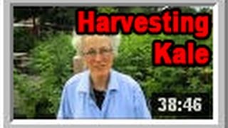 Harvesting Kale  Wisconsin Garden Video Blog 529 [upl. by Eetsud]