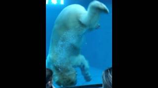 Polar Bear Attacks Penguin Backpack [upl. by Joann]