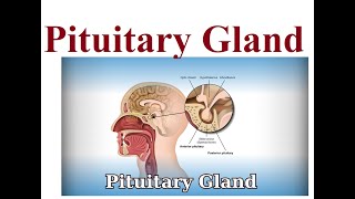 Pituitary gland structure and functions  2024 [upl. by Annaiel]