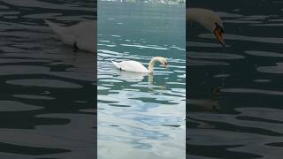 CISNE EN EL LAGO EN SUIZA [upl. by Michella]