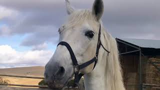 Eschbach Horsemanship Rancho los Angeles Malaga [upl. by Arebma420]