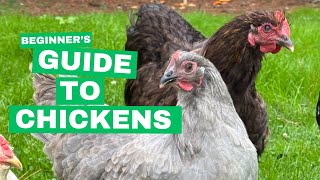 A beginners GUIDE to chickens [upl. by Eiramrefinnej]