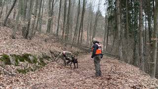 Rettungshunde Anzeige Training mit Ablenkung [upl. by Revlis]